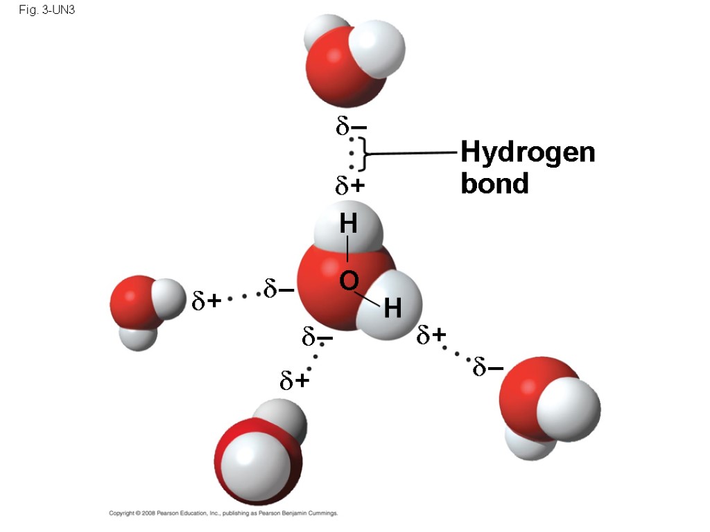 Fig. 3-UN3 Hydrogen bond  –  +  +  +  +